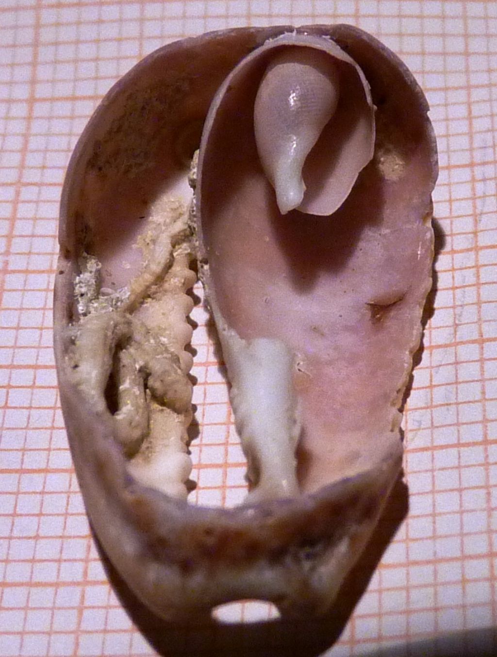 Cypraeidae Erosaria spurca